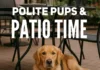 Training Tip: Polite Pups and Patio Dining